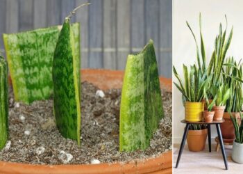 Comment trouver le nom d'une plante à partir d'une photo ?