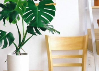 Comment trouver le nom d'une plante d'intérieur ?