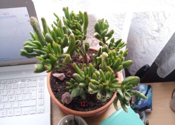 Comment trouver le nom d'une plante grasse ?
