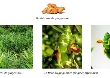 Comment trouver le nom d'une plante ?