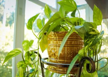 Comment trouver le nom d'une plante verte d'intérieur ?