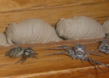 Comment trouver un nid d'araignée dans une maison ?