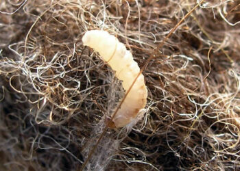 Comment trouver un nid de mites ?