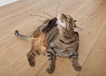 Comment tuer les puces d'un chaton ?