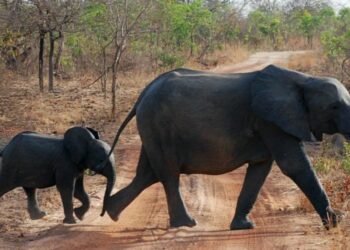 Comment un éléphant accouche ?