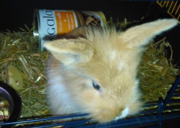 Comment un lapin reconnaît son maitre ?