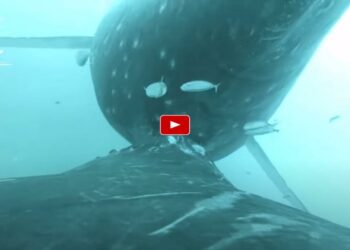 Comment une baleine allaite ?