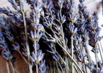 Comment utiliser de la lavande Sechee ?