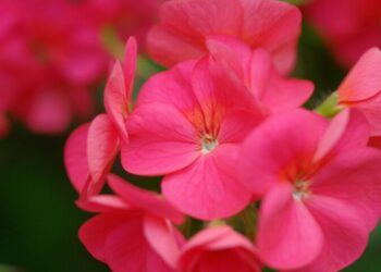 Comment utiliser géranium rosat ?