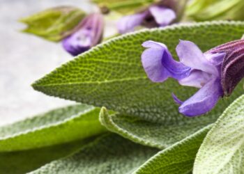 Comment utiliser la Sauge Sclarée pour les bouffées de chaleur ?