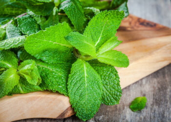 Comment utiliser la menthe poivrée pour le rhume ?