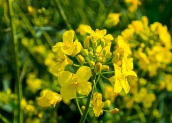 Comment utiliser la plante de moutarde ?