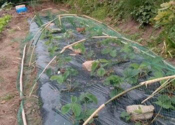 Comment utiliser le bambou au jardin ?