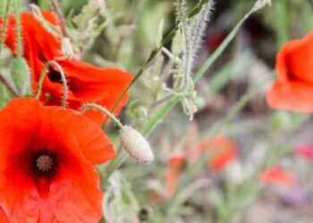 Comment utiliser le coquelicot ?