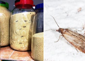 Comment utiliser les clous de girofle contre les mites ?