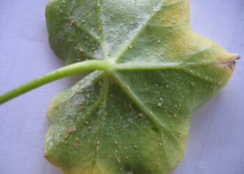 Comment utiliser les feuilles de géranium ?