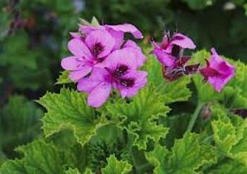 Comment utiliser les feuilles de géranium rosat ?