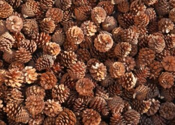 Comment utiliser les pommes de pin au jardin ?