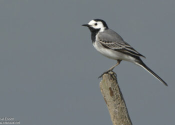 Comment vit la bergeronnette ?