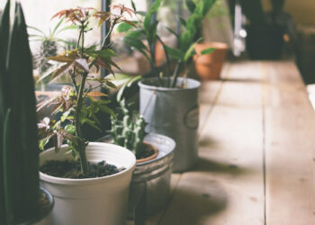 Do houseplants have to be by a window?