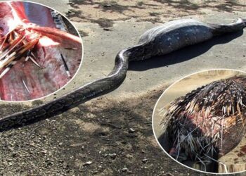 Est-ce légal d'avoir un python ?