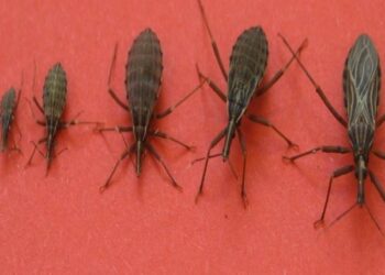Est-ce normal d'avoir des insectes dans sa maison ?