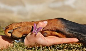 Est-ce que ça vaut le coup de prendre une mutuelle pour chien ?
