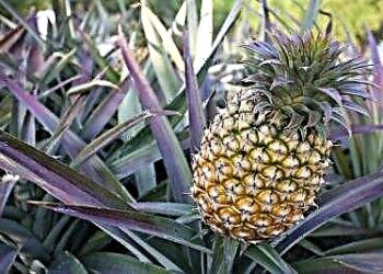 Est-ce que l ananas comosus est comestible ?