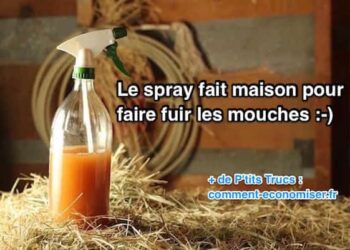 Est-ce que la citronnelle fait fuir les mouches ?