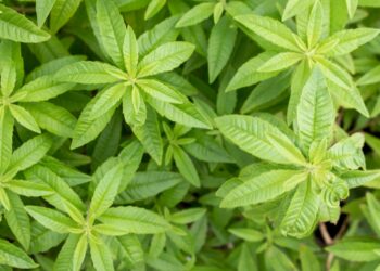 Est-ce que la citronnelle repousse ?