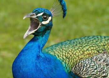 Est-ce que la femelle du paon fait la roue ?