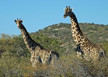 Est-ce que la girafe à deux cœurs ?