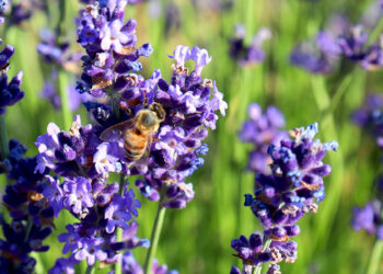 Est-ce que la lavande est toxique ?