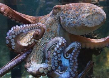 Est-ce que la pieuvre est dangereuse ?