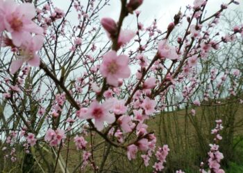 Est-ce que la pivoine craint le gel ?