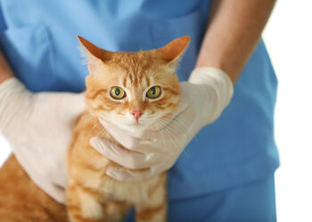 Est-ce que la teigne est dangereuse ?