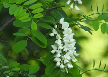 Est-ce que l'acacia est imputrescible ?