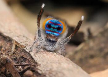 Est-ce que l'araignée est carnivore ?
