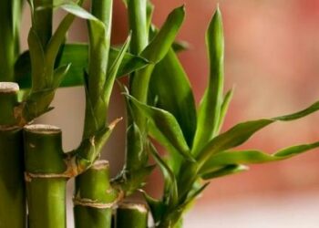 Est-ce que le bambou Porte-bonheur ?