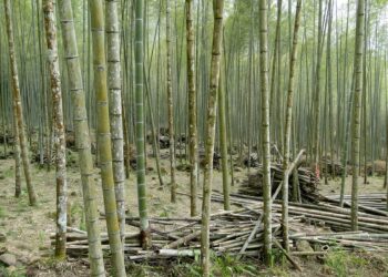 Est-ce que le bambou est Ecologique ?