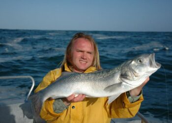 Est-ce que le bar est un bon poisson ?