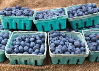 Est-ce que le bleuet est comestible ?