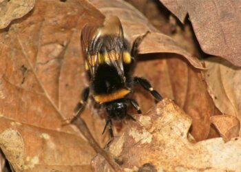 Est-ce que le bourdon est dangereux ?