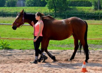Est-ce que le cheval peut reculer Echec ?