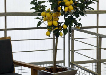 Est-ce que le citronnier craint le gel ?