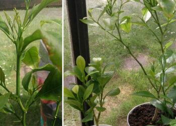 Est-ce que le citronnier perd ses feuilles en hiver ?