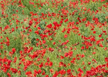 Est-ce que le coquelicot est toxique ?