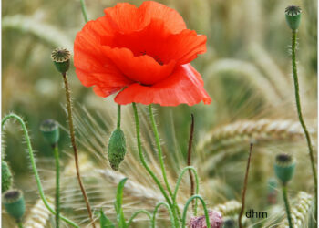 Est-ce que le coquelicot se mange ?