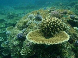 Est-ce que le corail est un animal ou un végétal ?