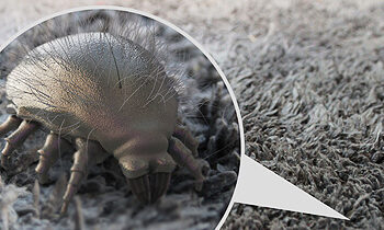 Est-ce que le froid tue les acariens ?